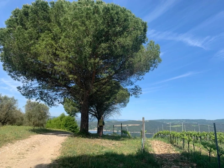 Vitigno Barberani Cantina Baschi (TR)